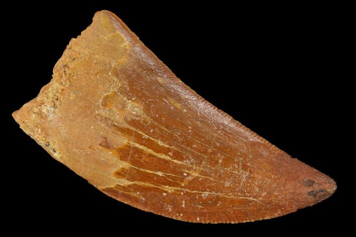Serrated, Baby Carcharodontosaurus Tooth - Restored Tip #169681